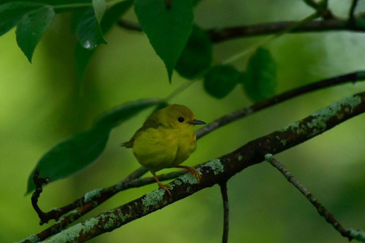 Yellow Warbler - ML620450573