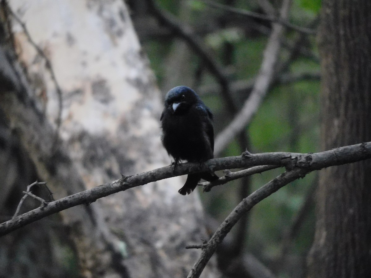 Black Drongo - ML620450575