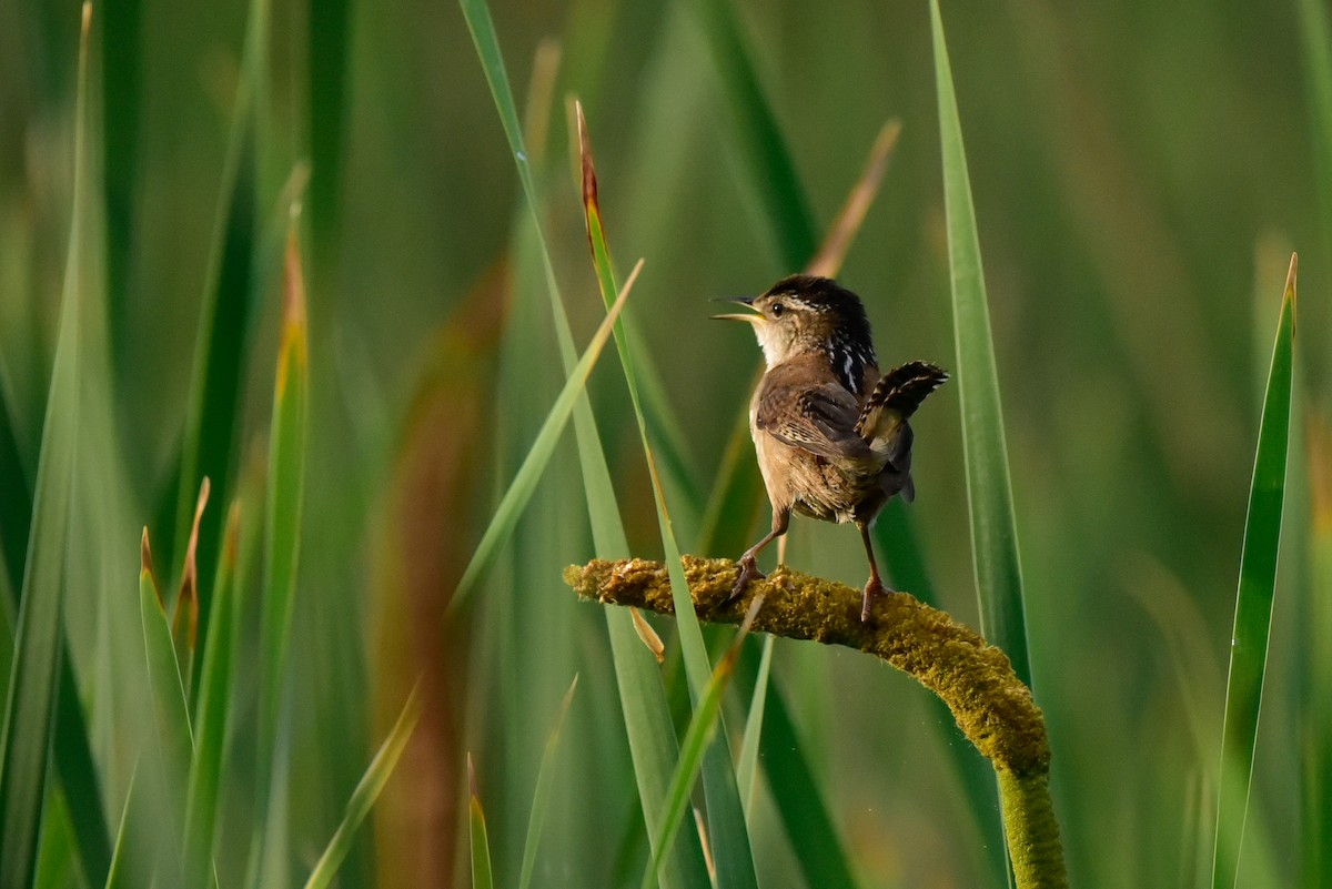 Marsh Wren - ML620450576