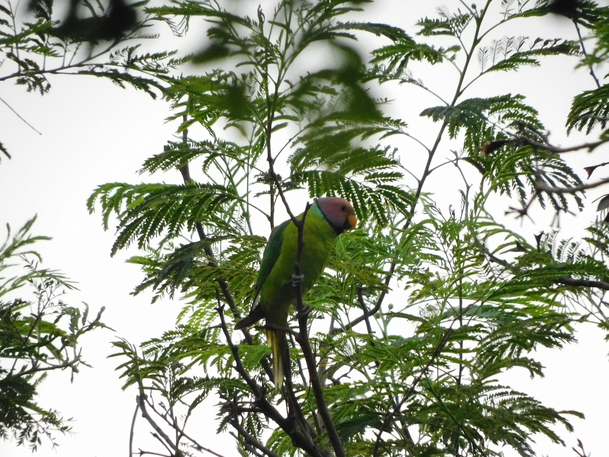 Папужець фіолетовоголовий - ML620450577