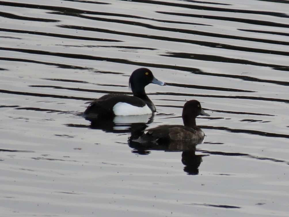 Tufted Duck - ML620450579