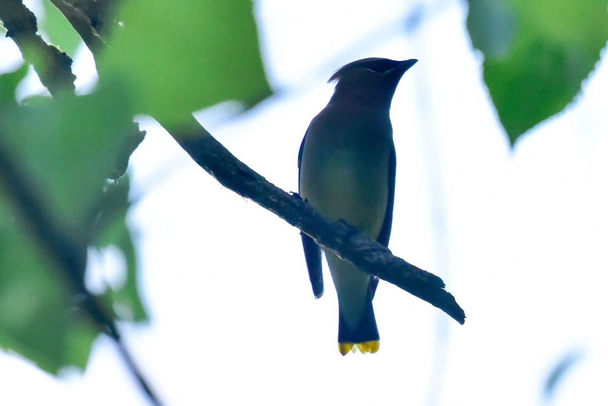 Cedar Waxwing - ML620450585