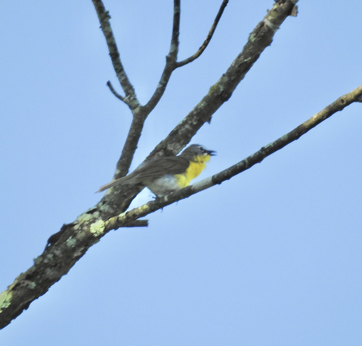 Yellow-breasted Chat - ML620450586