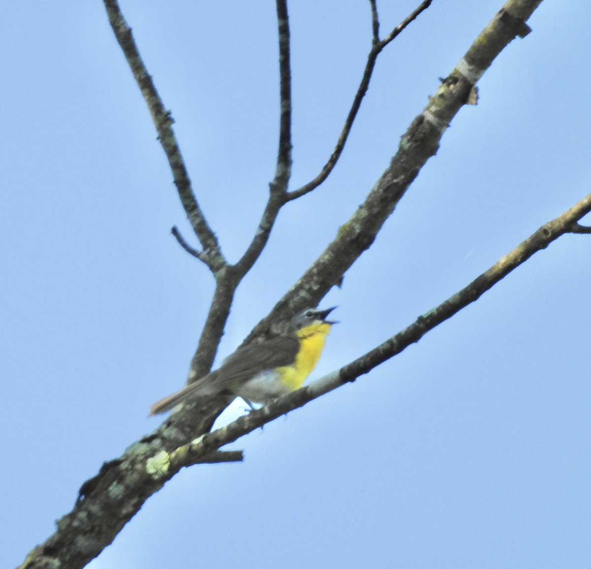 Yellow-breasted Chat - ML620450588