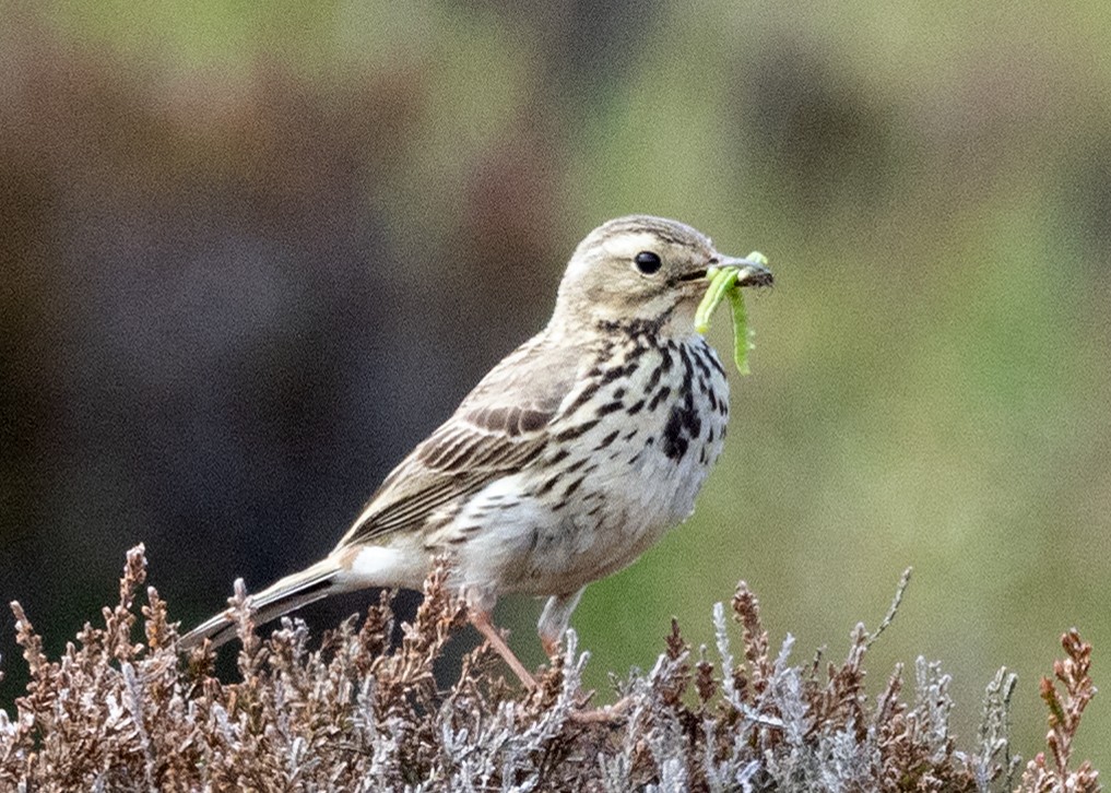 Meadow Pipit - ML620450596