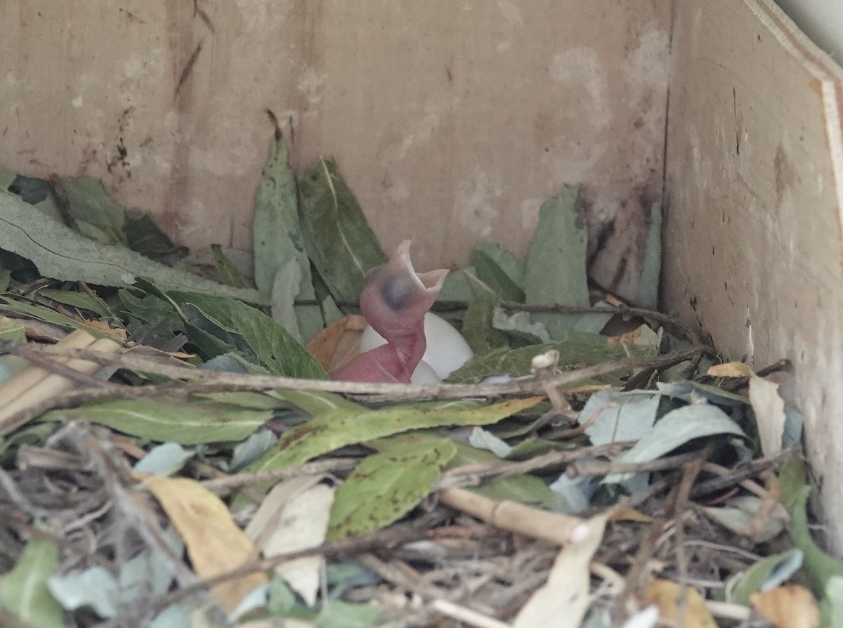 Golondrina Purpúrea - ML620450597