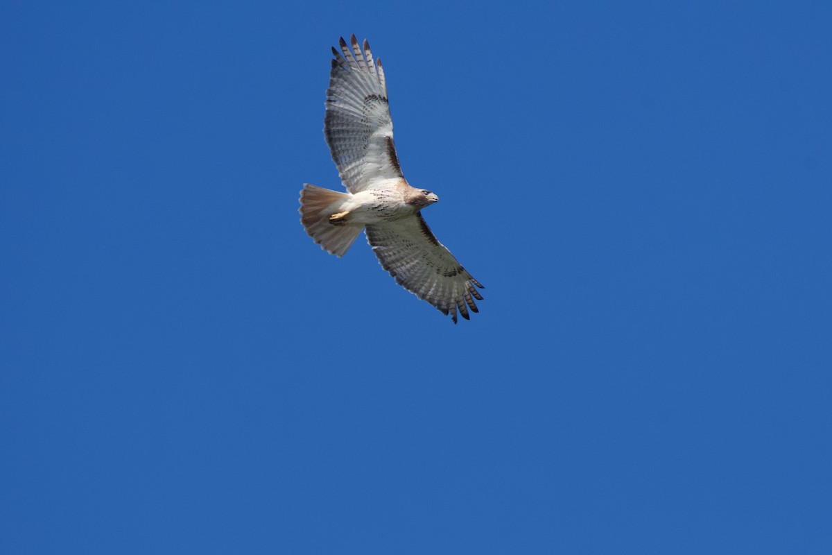 Red-tailed Hawk - ML620450598