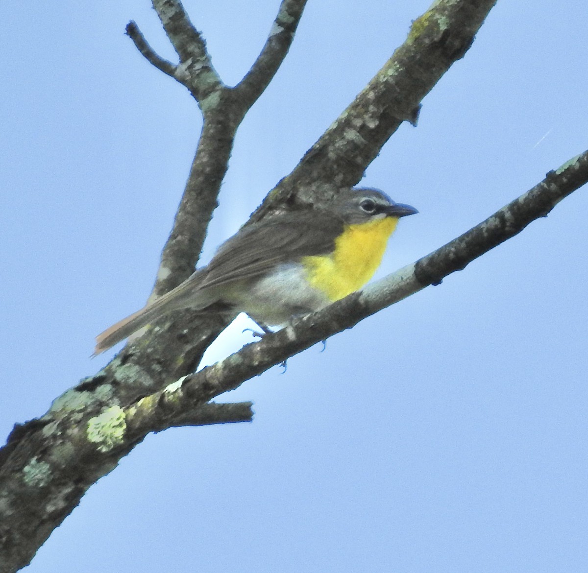 Yellow-breasted Chat - ML620450609
