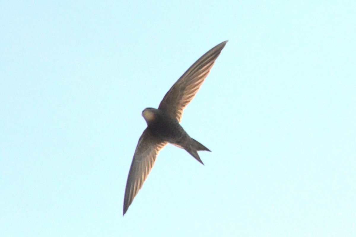 Pallid Swift - ML620450613