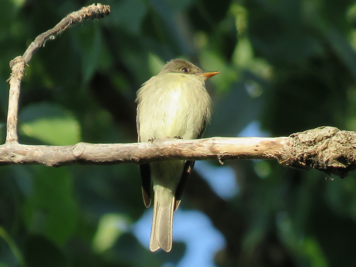 Eastern Wood-Pewee - ML620450615