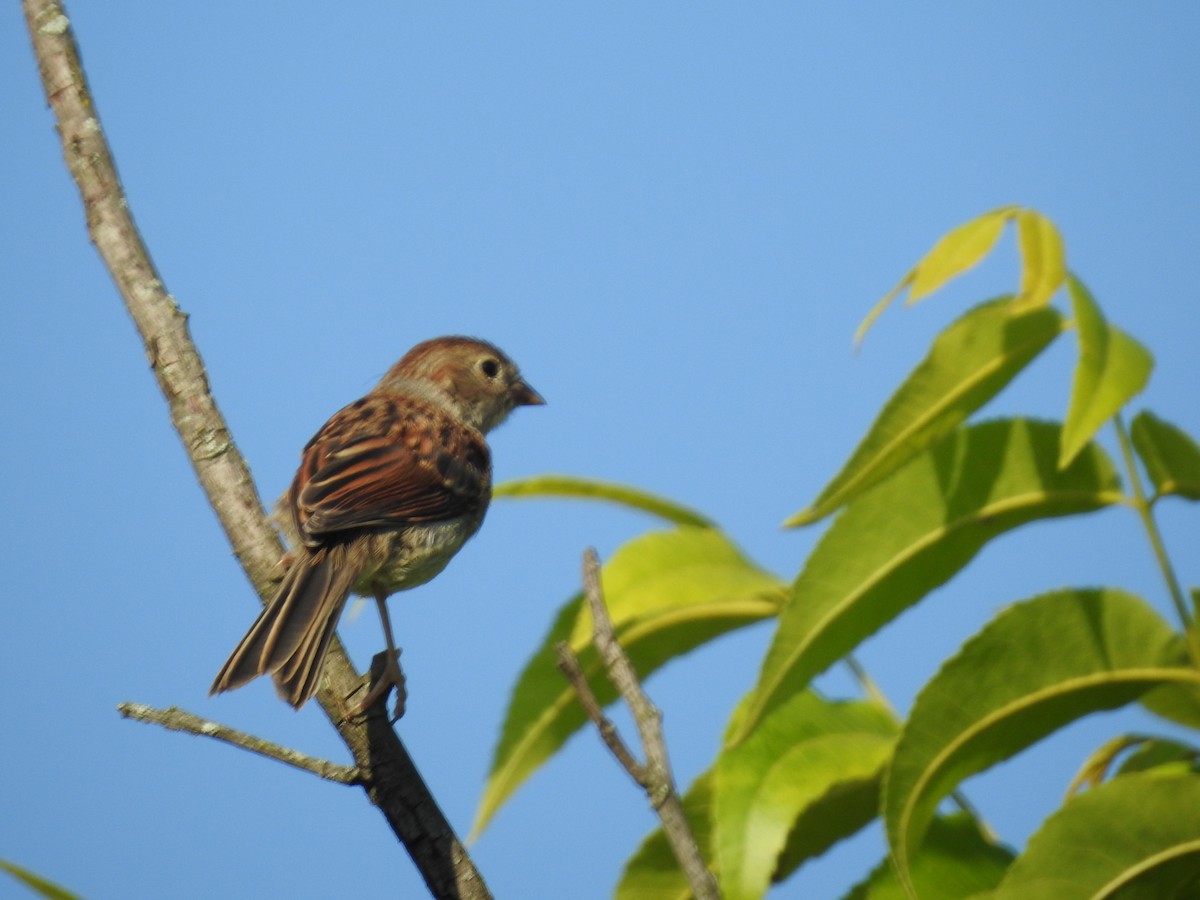 Field Sparrow - ML620450625