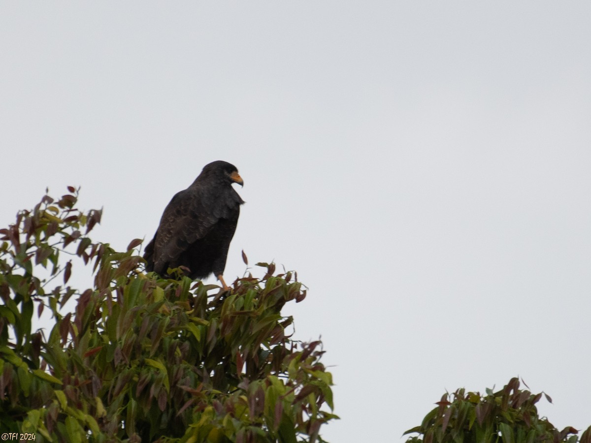 Cuban Black Hawk - ML620450628