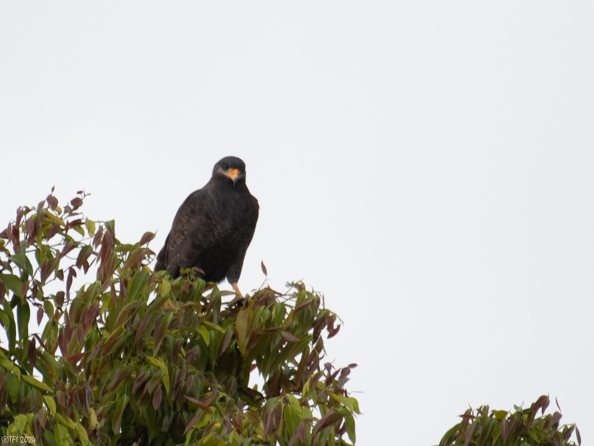 Cuban Black Hawk - ML620450635