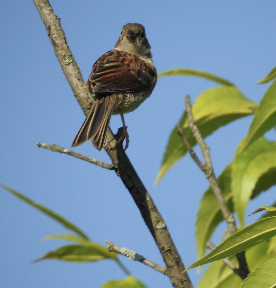 Field Sparrow - ML620450636