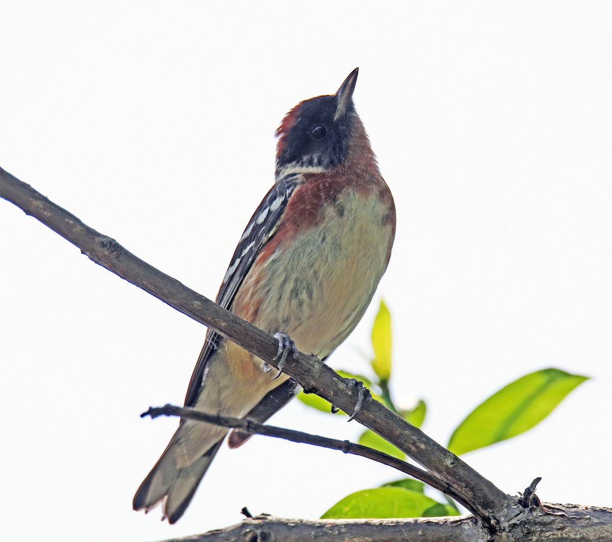 Bay-breasted Warbler - ML620450640