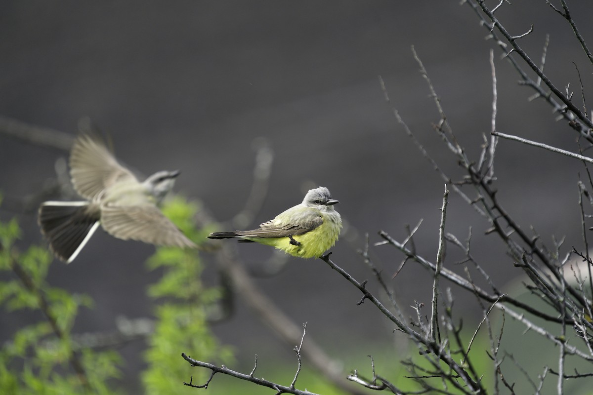 Western Kingbird - ML620450651