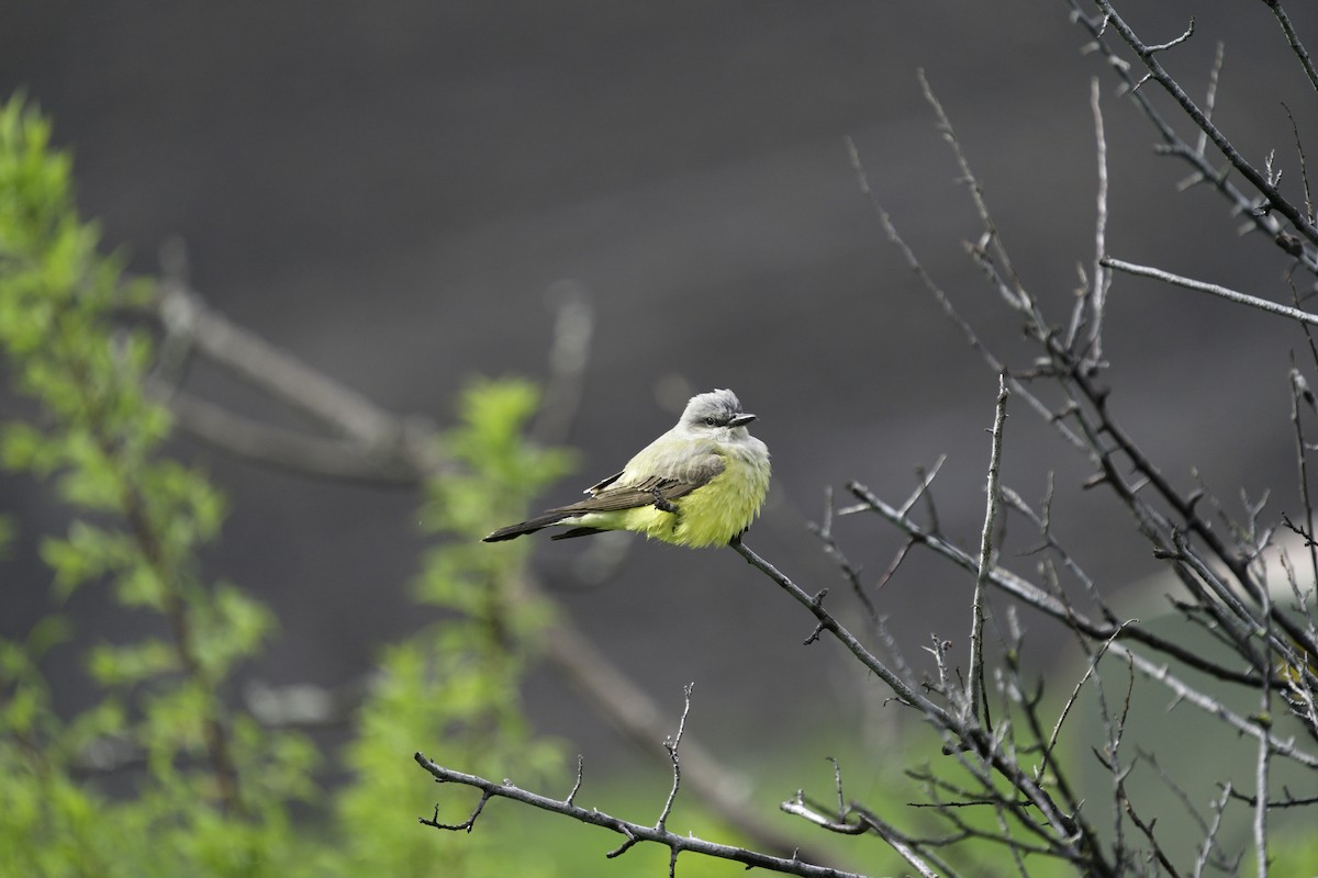 Western Kingbird - ML620450652