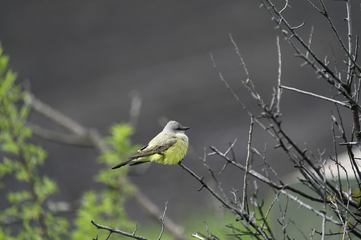 Western Kingbird - ML620450653