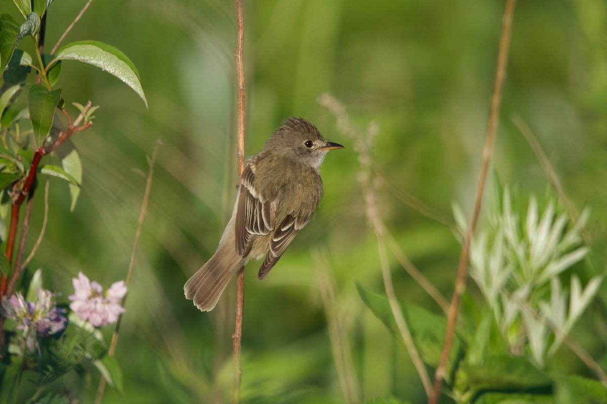 Willow Flycatcher - ML620450659