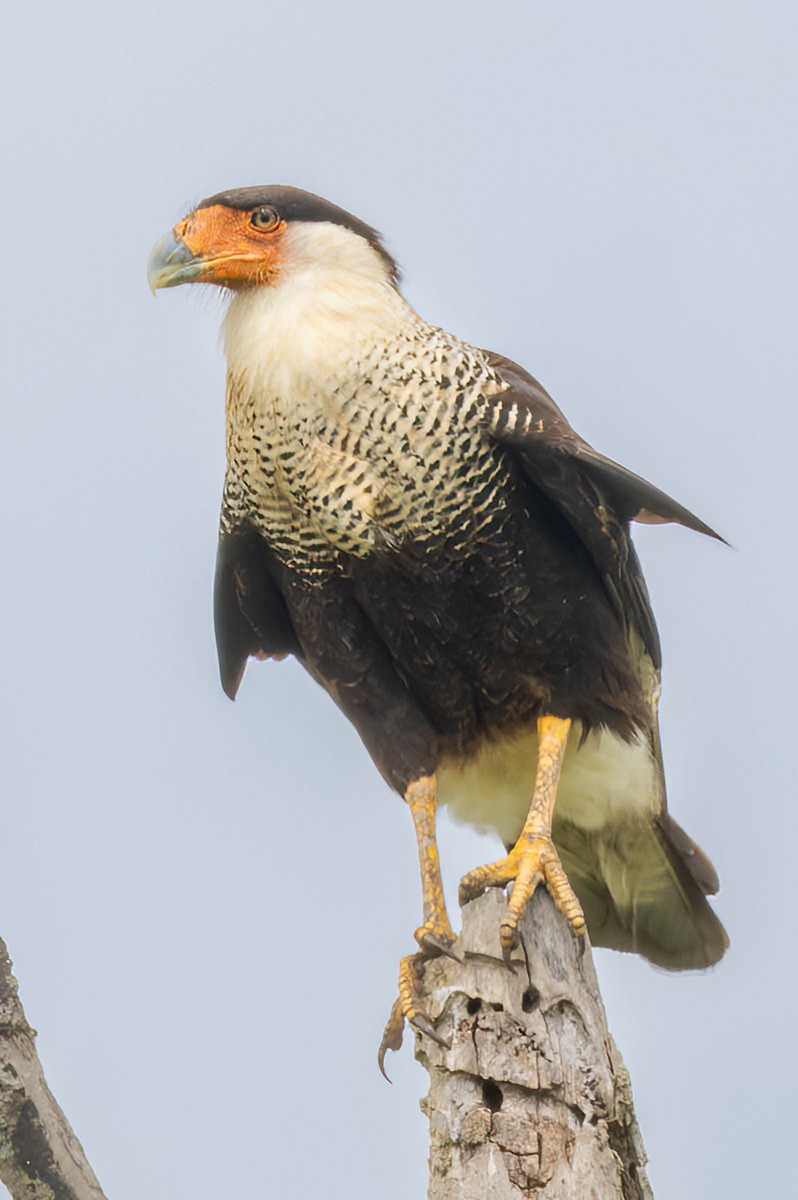 Caracara huppé - ML620450664