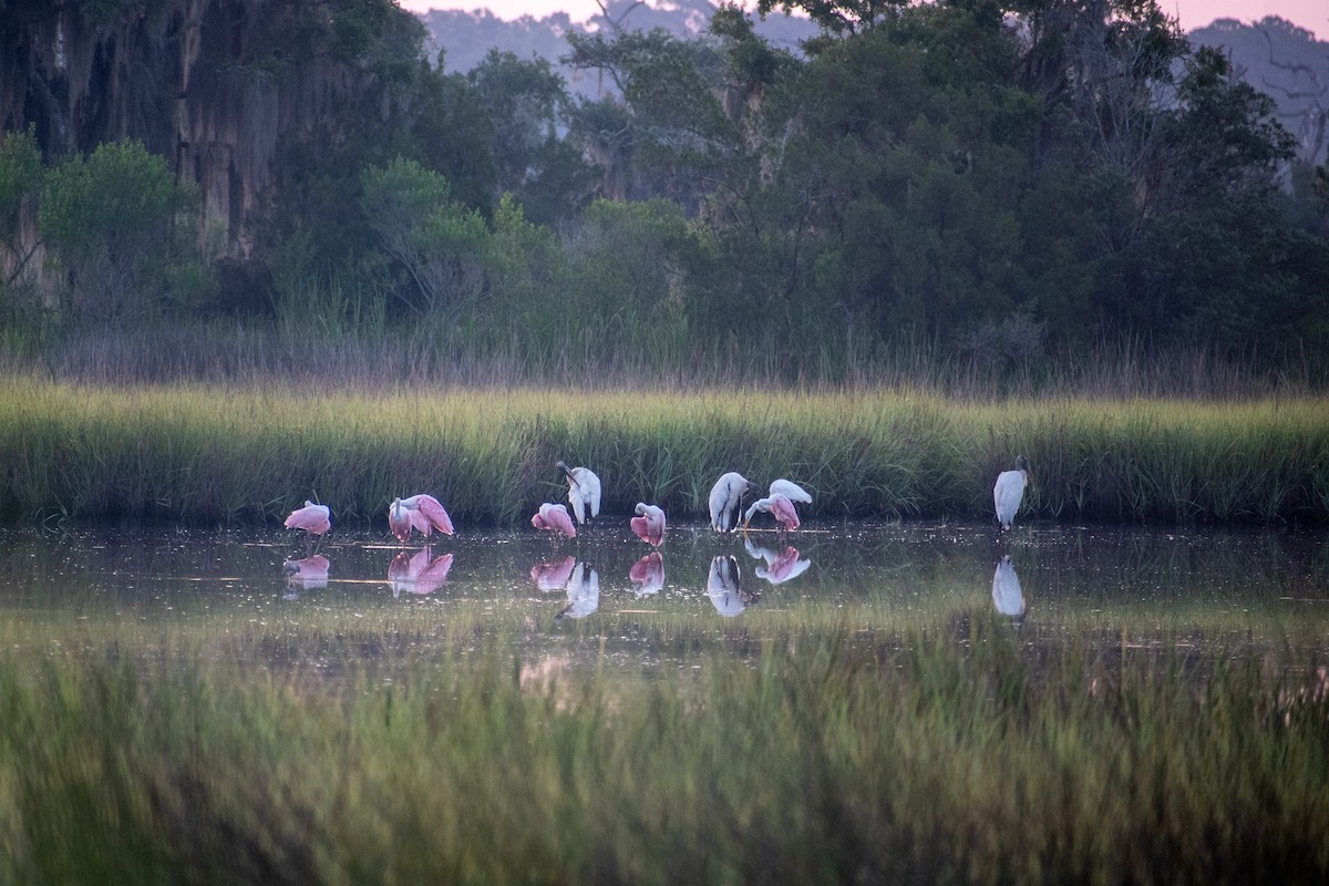 Roseate Spoonbill - ML620450668