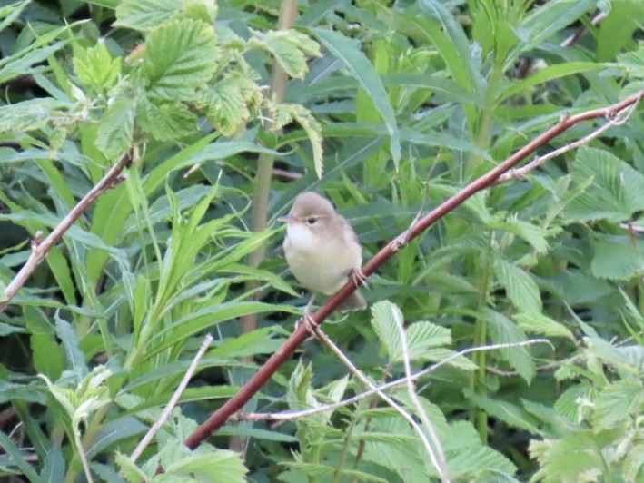 Marsh Warbler - ML620450669