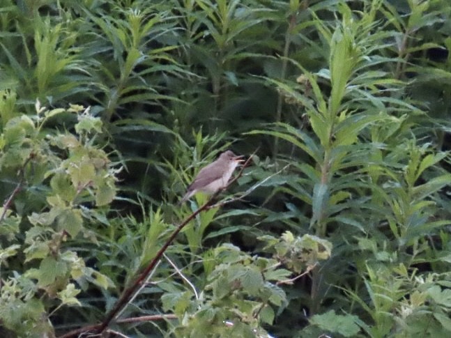 Marsh Warbler - ML620450670