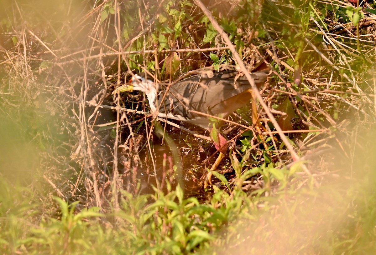White-breasted Waterhen - ML620450673