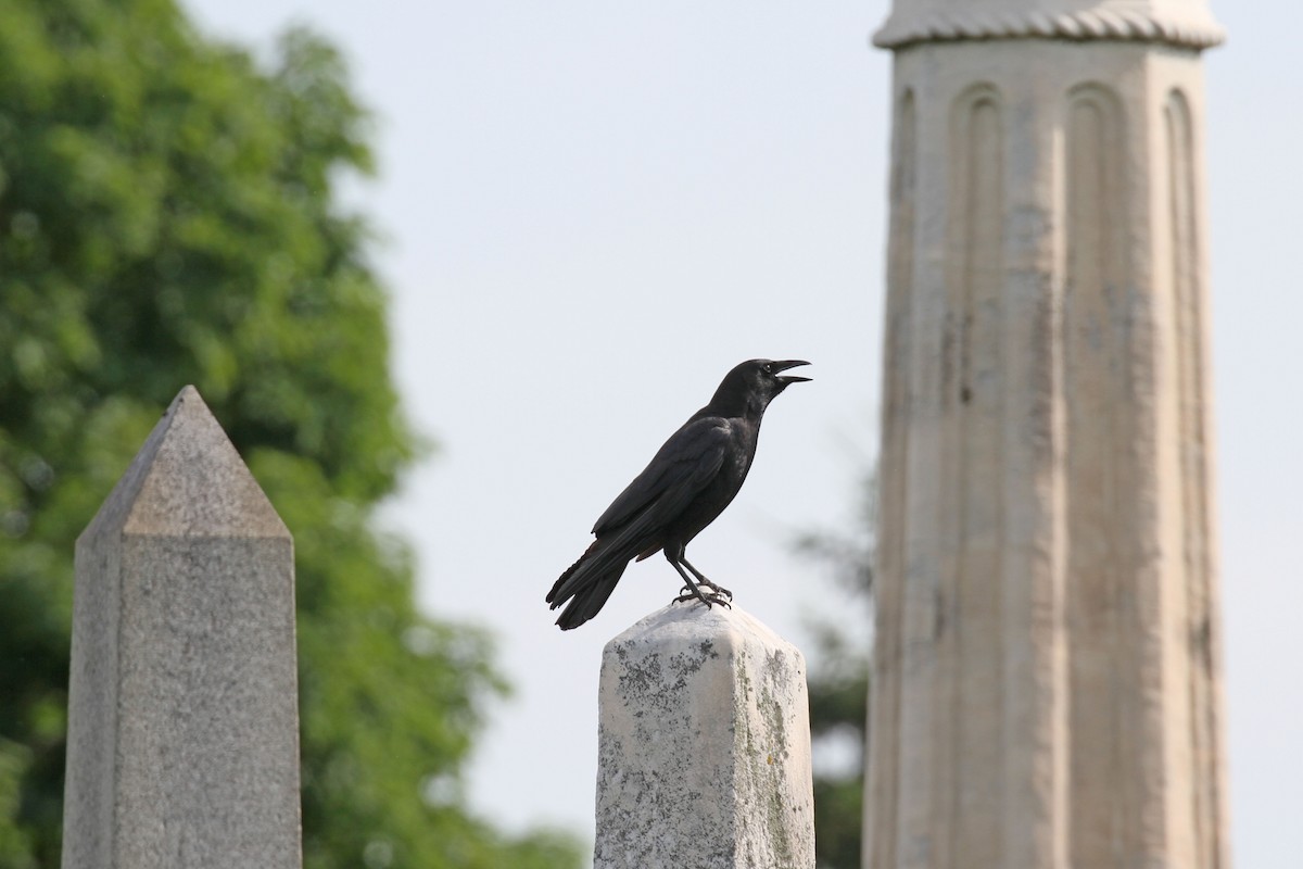 American Crow - ML620450684