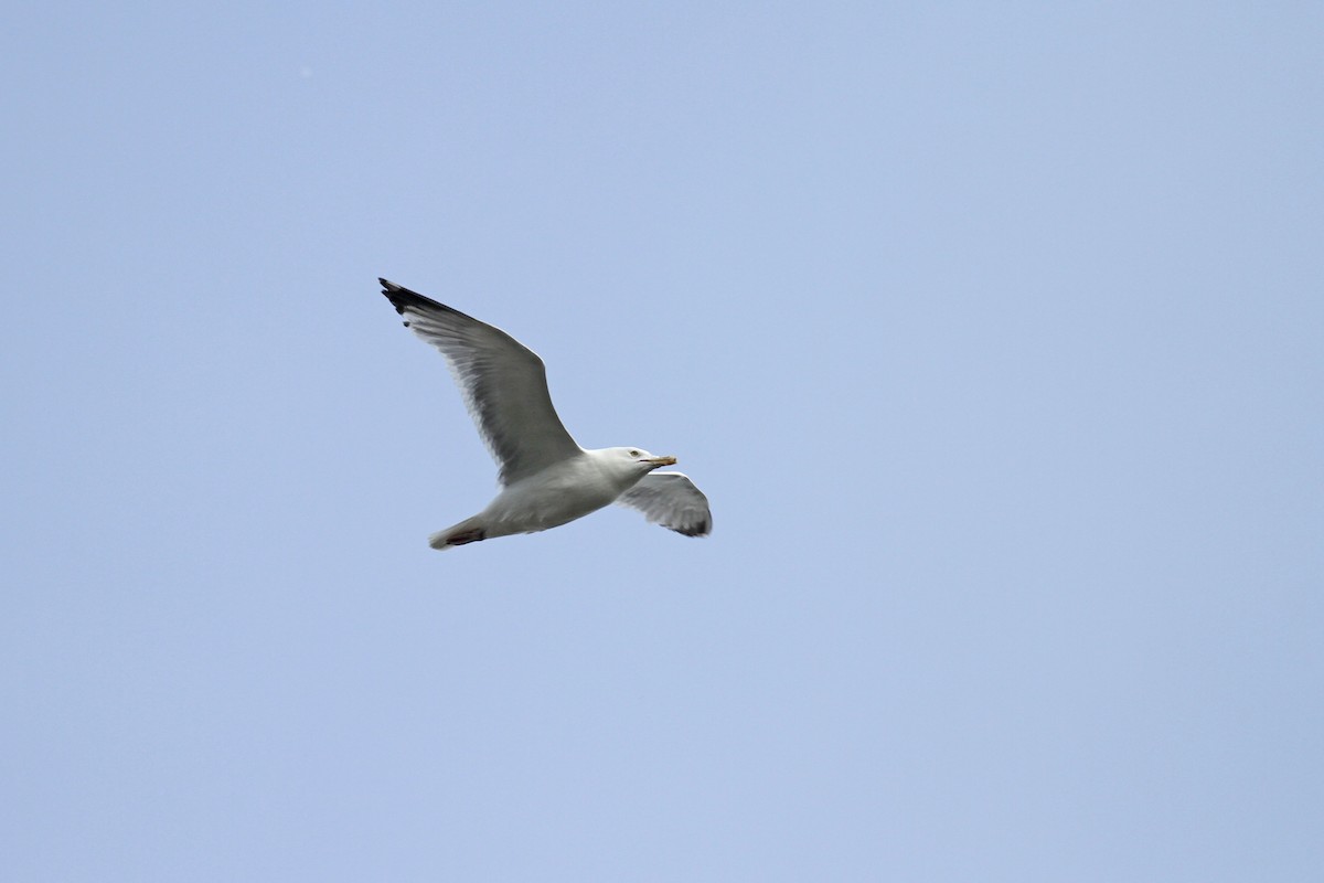 Gaviota Argéntea (americana) - ML620450691