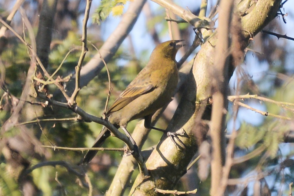 Palm Tanager - vincent bosson