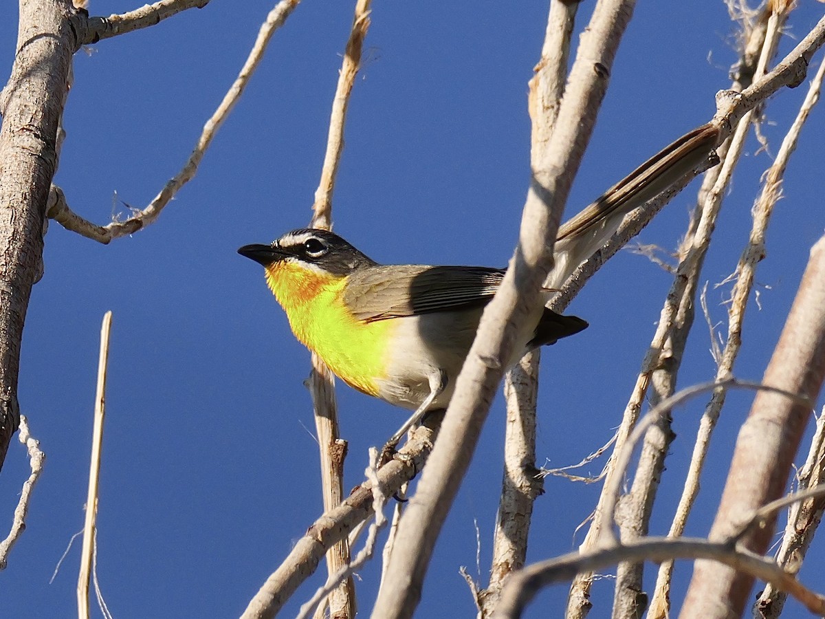 Yellow-breasted Chat - ML620450705