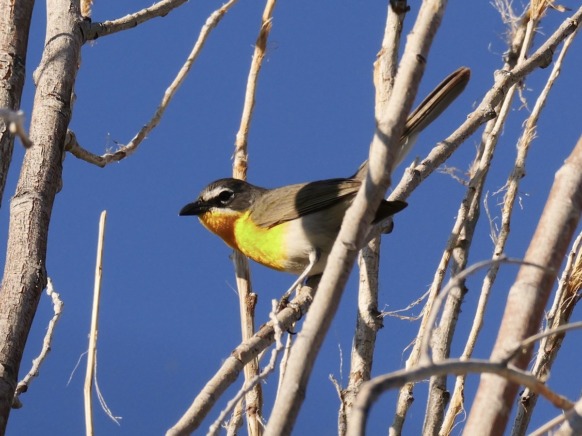 Yellow-breasted Chat - ML620450706