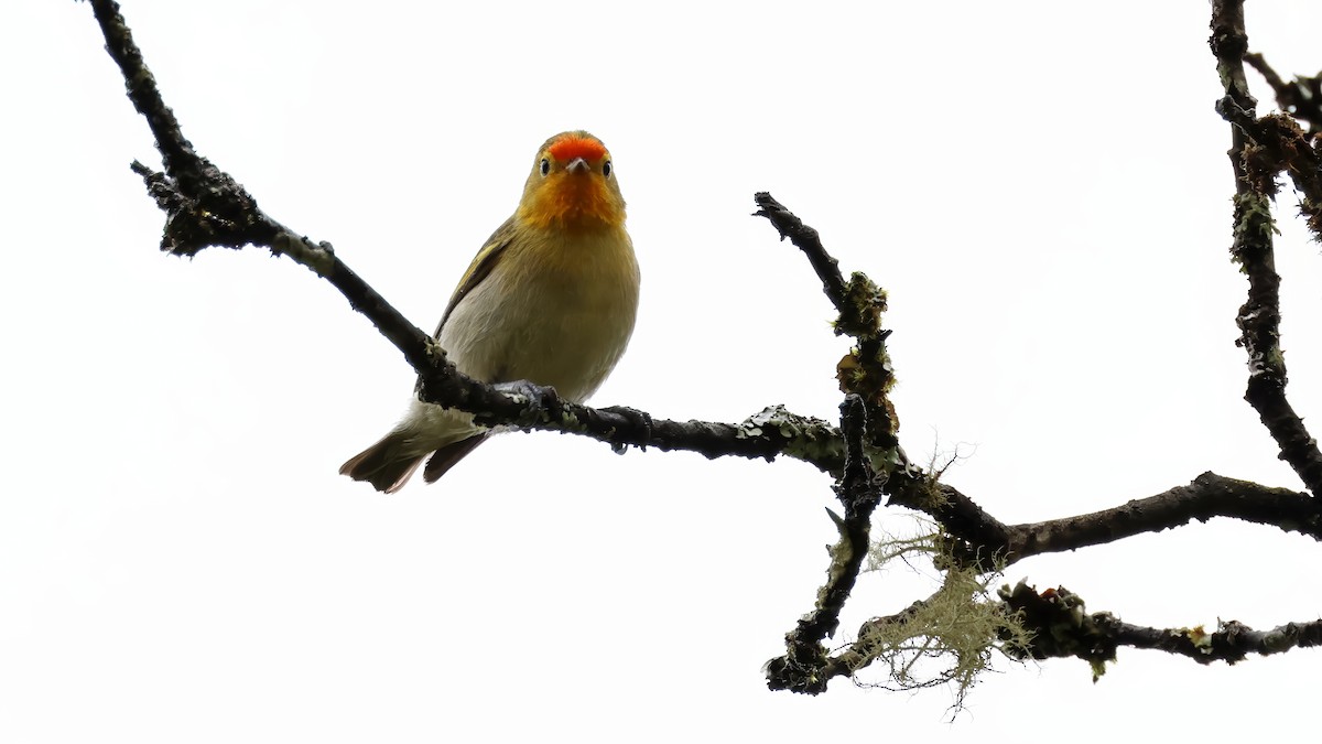 Fire-capped Tit - ML620450707