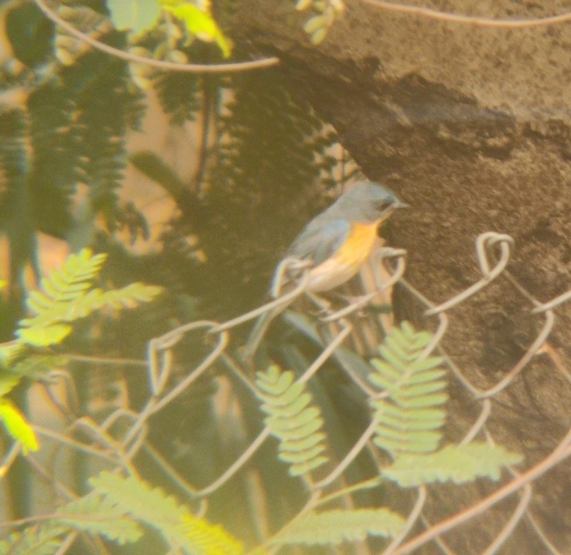 Tickell's Blue Flycatcher - ML620450710