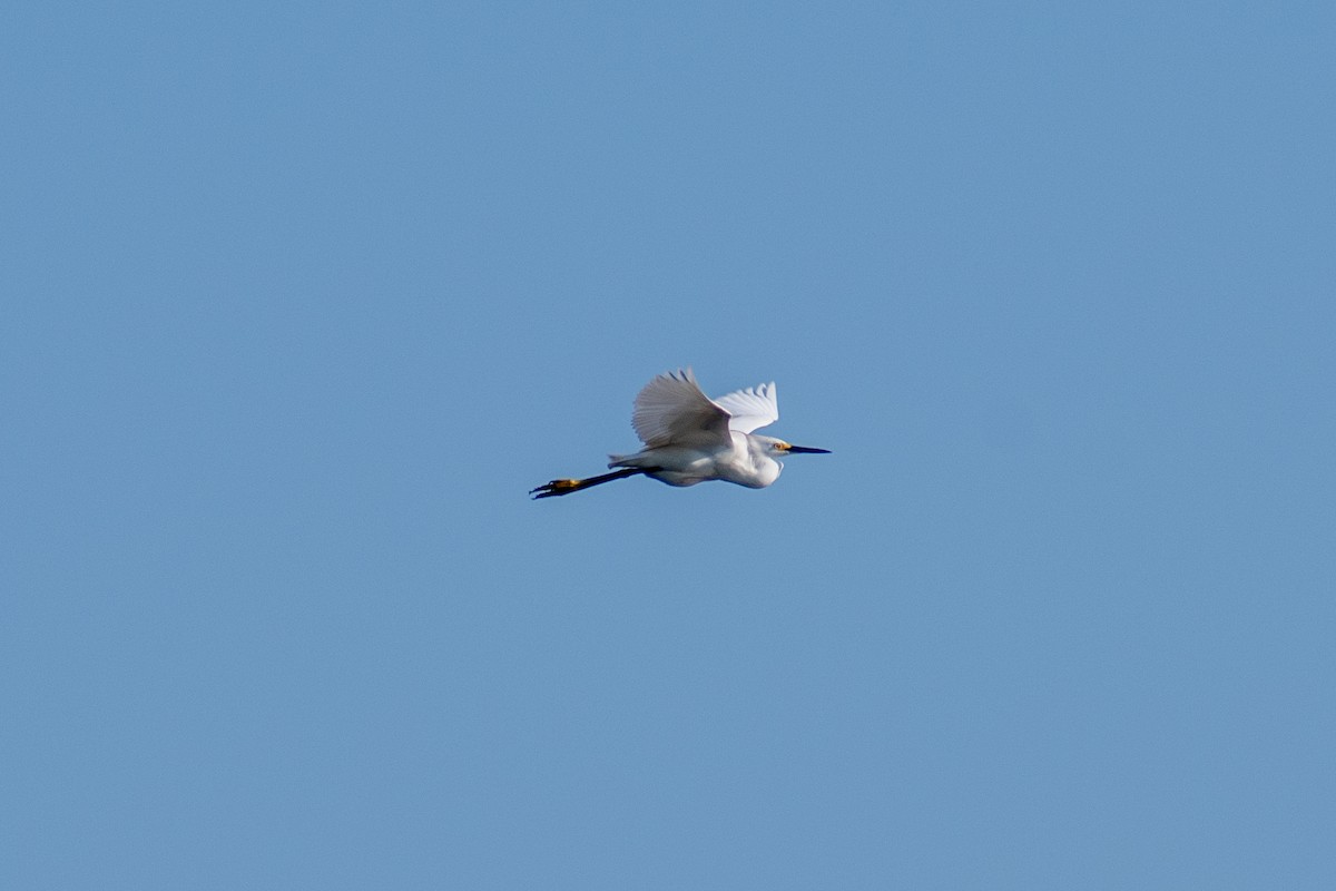 Snowy Egret - ML620450716