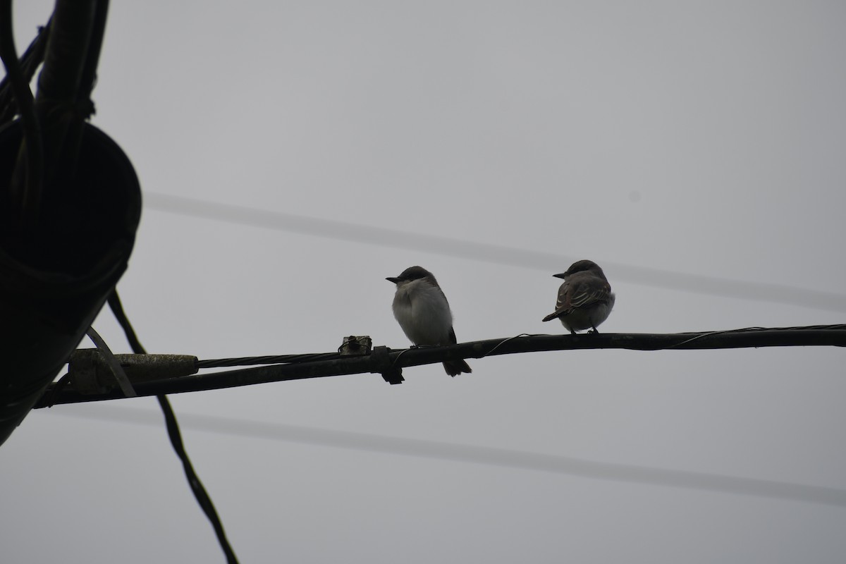 Gray Kingbird - ML620450719