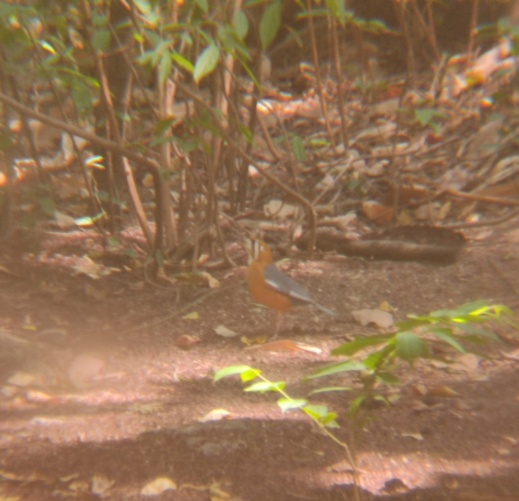 Orange-headed Thrush - ML620450722