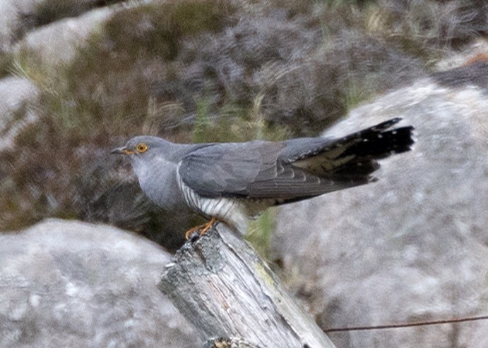 Common Cuckoo - ML620450723