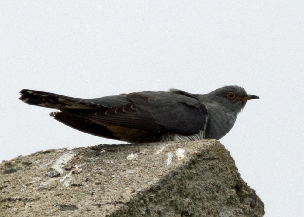 Common Cuckoo - ML620450724