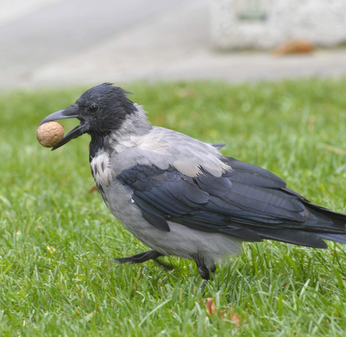 Hooded Crow - ML620450726