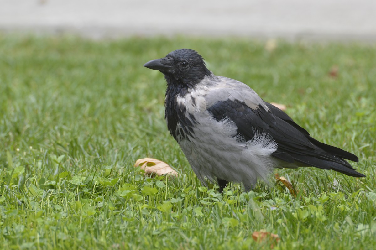 Hooded Crow - ML620450727