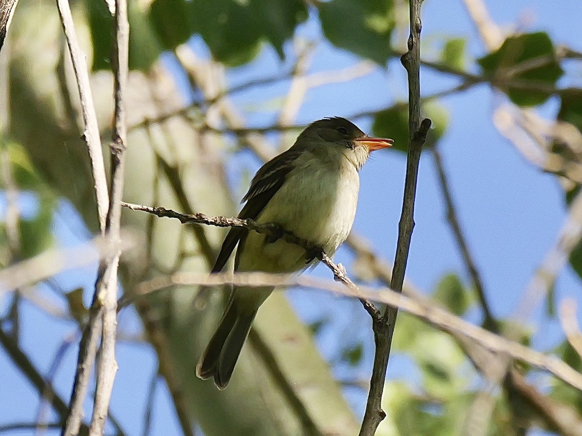 Willow Flycatcher (Southwestern) - ML620450731