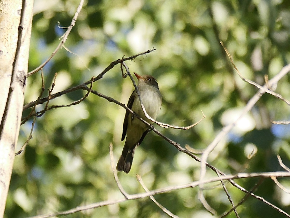 Willow Flycatcher (Southwestern) - ML620450732