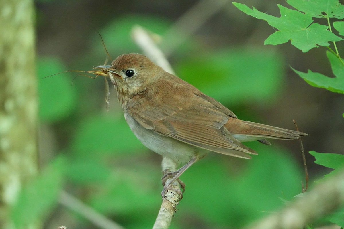 Veery - ML620450734