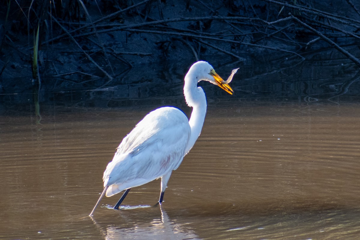 Great Egret - ML620450735