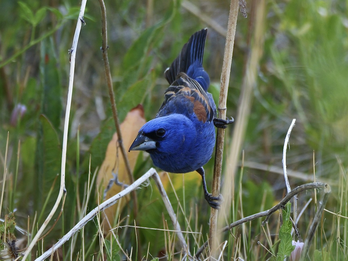 Blue Grosbeak - ML620450740