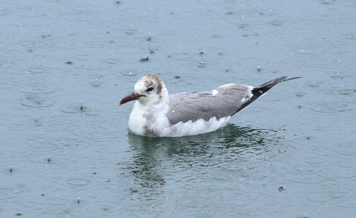 Laughing Gull - ML620450744