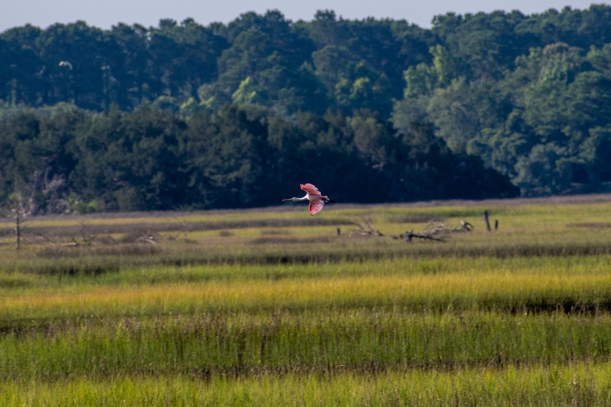 Roseate Spoonbill - ML620450746