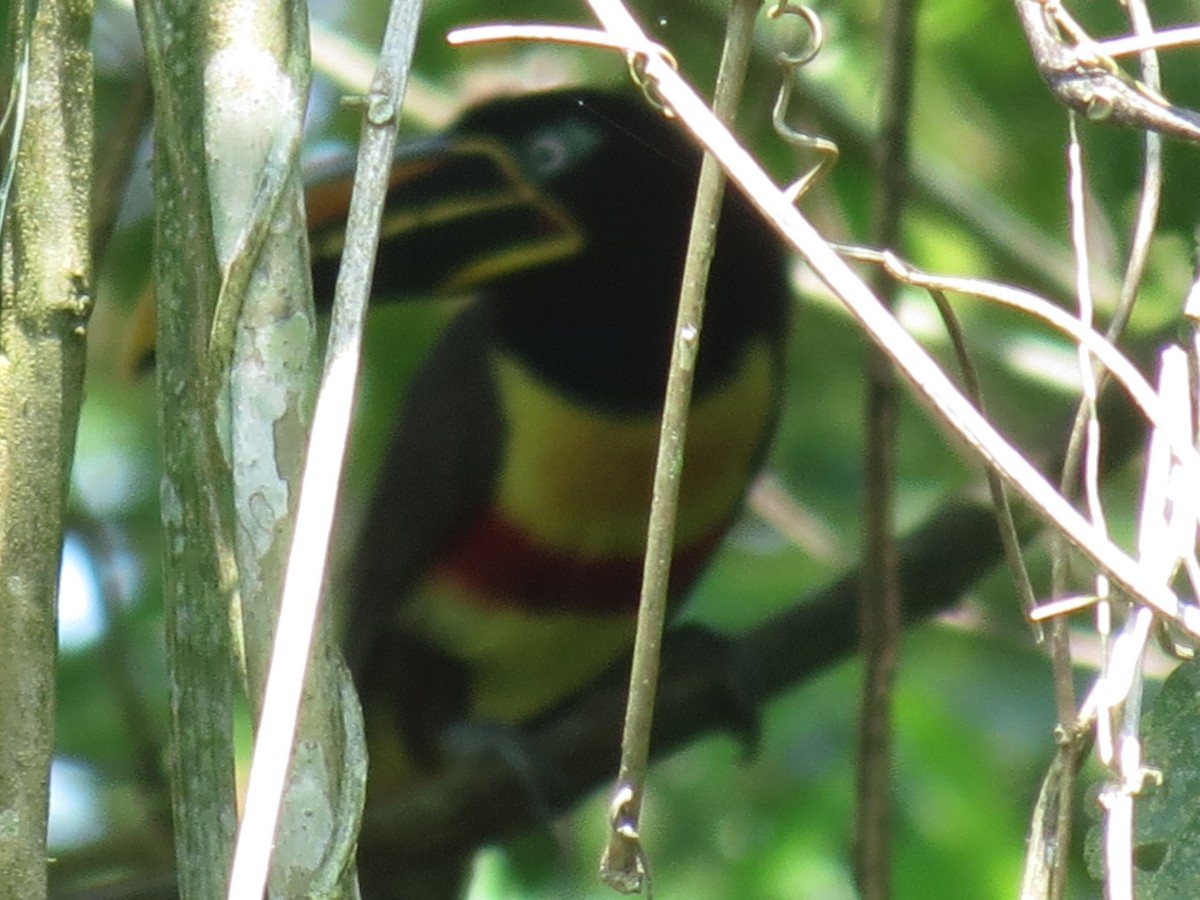 Chestnut-eared Aracari - ML620450747